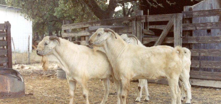 Help Wanted: Visionary Leadership for the Meat Goat Industry